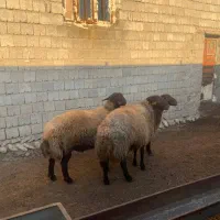 گوسفند قوچ|حیوانات مزرعه|دیواندره, |دیوار