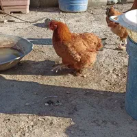 مرغ و خروس پاپر زیبا (دورگه برهما)|حیوانات مزرعه|فرح آباد, |دیوار