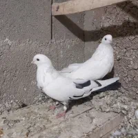 توک دم دمسیاه کبوتر|پرنده|لالجین, |دیوار