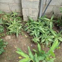 تعدادی الوورا برای فروش