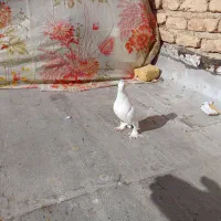 سفید کاکل پاپر چنگ موشی