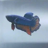 فروش انواع نژاد ماهی فایتر