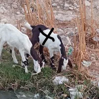 بز پاکستانی|حیوانات مزرعه|برازجان, |دیوار