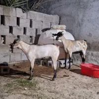 بز سومال با بچه نر وکهره داشتی