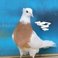 کبوتر طوق زرد پول پفکیه