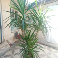 گل یوکا|گل و گیاه طبیعی|شیراز, گلشن|دیوار