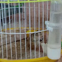 قناری و سهره خاکی