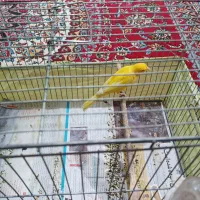 قناری|پرنده|تهران, بیسیم|دیوار