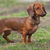 توله سگ داشهوند (سوسیسی) اصیل