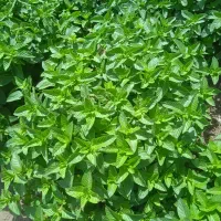 نعناع|خوردنی و آشامیدنی|نیمروز, |دیوار