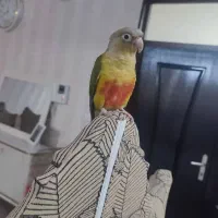 طوطی گرینجیک اهلی|پرنده|ارومیه, |دیوار