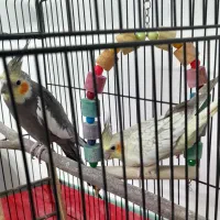 جفت عروس هلندی