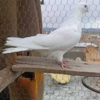 دو عدد جوجه ماده سفید و یک عدد طوقی