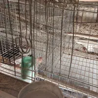 قفس مرغ تخمگذار منبری