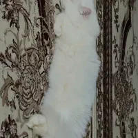 واگذاری گربه پرشین