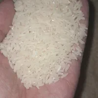 برنج دم سیاه .فجر .لاشه دم سیاه.لاشه فجر
