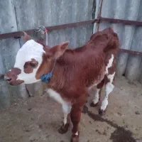 گوساله نر سیمینتال