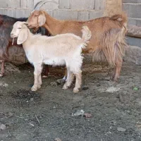 بز کهره