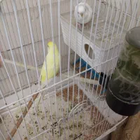 مرغ عشق هلندی|پرنده|اهواز, کیانپارس |دیوار