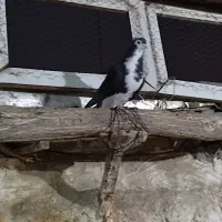 کبوتر دمگیر|پرنده|اصفهان, طاحونه|دیوار