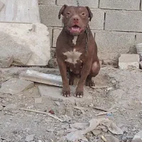 سگ پیتبول ماده