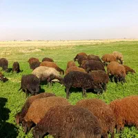 بره ی افشاری|حیوانات مزرعه|رحیمآباد, |دیوار