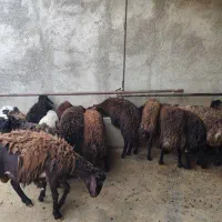 بره نر و ماده چاق مناسب قربانی با قیمت مناسب