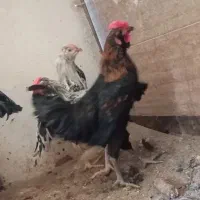 ۴عدد قناری جوان