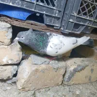 کبوتر