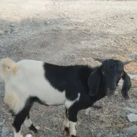 چپشت