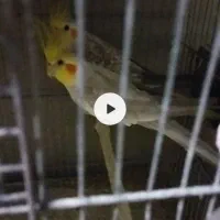 جفت عروس هلندی خوش رنگ رو جوجه