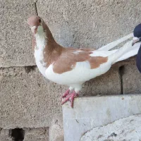 یال زرد ماده