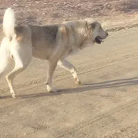 سگ 2ساله عراقی هچی به شرط