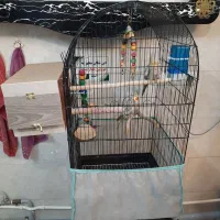 عروس هلندی جفت مست مولد ملنگو گیرینچیک|پرنده|تهران, منیریه|دیوار