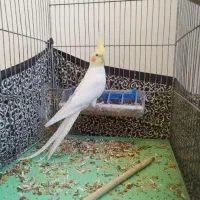 عروس هلندی ماده مست|پرنده|پرند, فاز ۶|دیوار