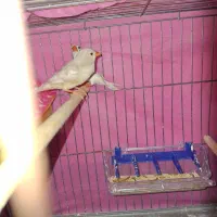 فنچ مولد دو ماده یه نر|پرنده|خان ببین, |دیوار