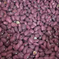 محصولات کشاورزی لوبیا کپسولی، قمی و گردو