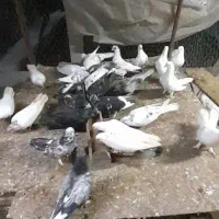 کبوتر فروشی همه یکجا|پرنده|آمل, |دیوار