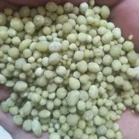 کود ریشه دی امونیوم فسفات گرانوله رازی درجه یک|خدمات باغبانی و درختکاری|شاهیوند, |دیوار