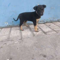 توله ژرمن ورک لاین