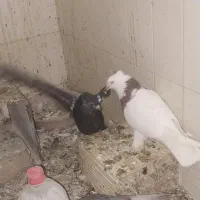 کفتر.|پرنده|شیراز, اصلاحنژاد|دیوار