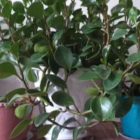 گل آپارتمانی|گل و گیاه طبیعی|سراب, |دیوار