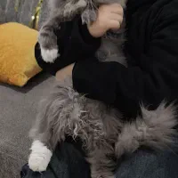 گربه پرشین اصیل ایرانی توسی