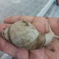 حلزون|خزنده|ماهان, |دیوار