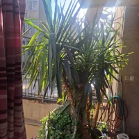 درختچه یوکا|گل و گیاه طبیعی|تهران, فلسطین (میدان انقلاب)|دیوار