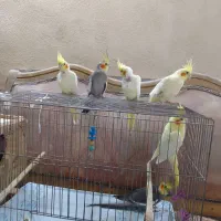 طوطی عروس جفت وجوجه فروش