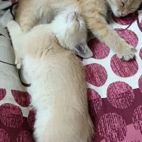 واگذاری گربه