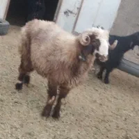 بره قوچ|حیوانات مزرعه|وردشت, |دیوار