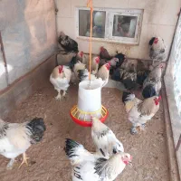 خروس برهما (لایت.بلک.تخم نطفه دار)