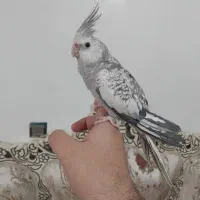 عروس هلندی ایزابلا|پرنده|شهریار, شهرک بهاران (ویره)|دیوار